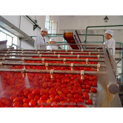 Máquina de lavagem e triagem de frutas e vegetais